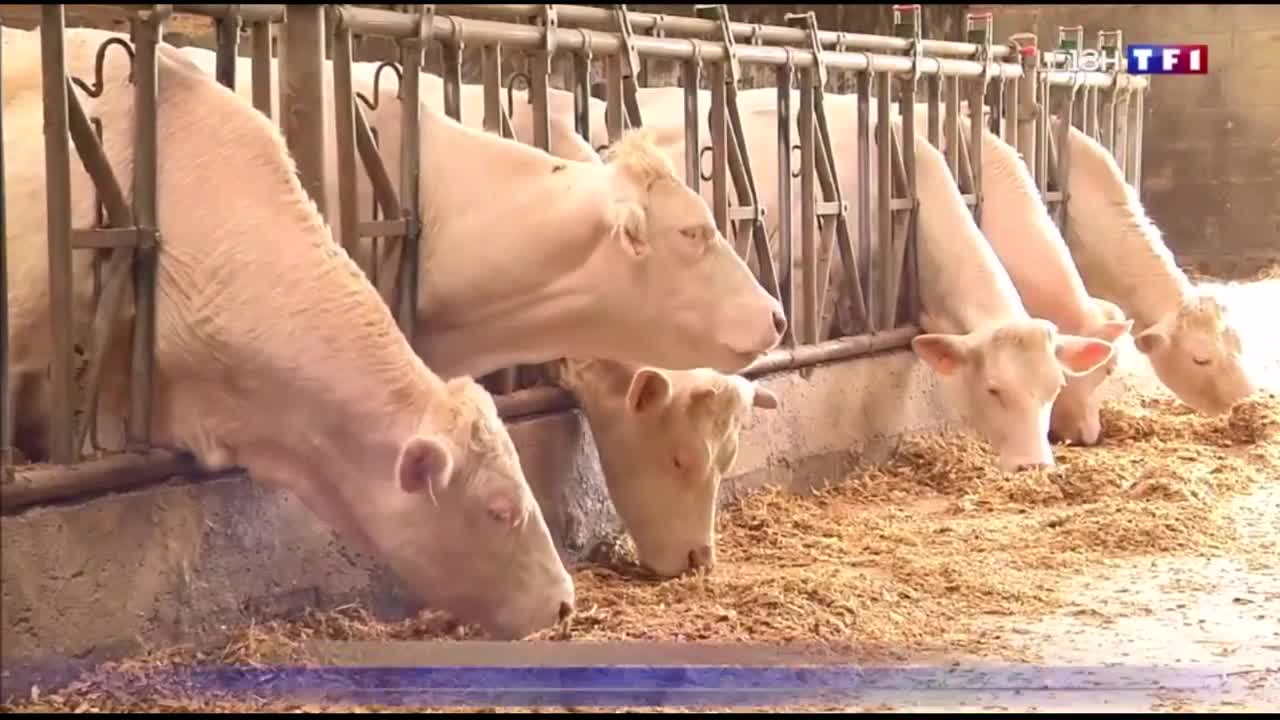 13h - TF1 - 27-04-2019 , Stéphane Le Béchec