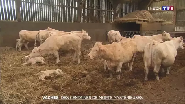 20h - TF1 - 27-04-2019 , Stéphane Le Béchec