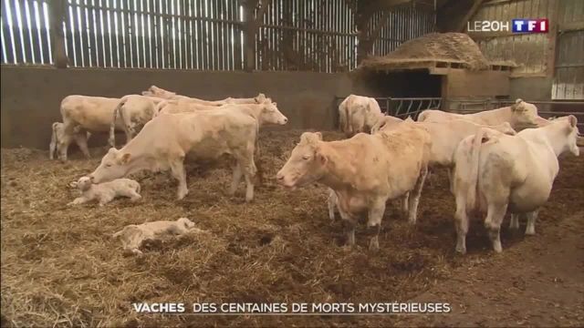 20h - TF1 - 27-04-2019 , Stéphane Le Béchec