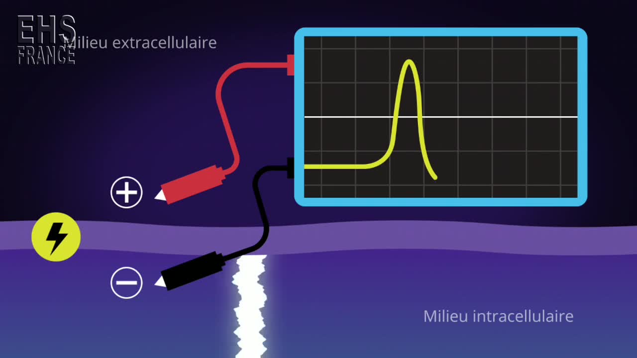 Potentiels d’Actions Électriques en mV du Système Nerveux