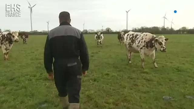 Champs electromagnetiques eoliennes contre eleveur