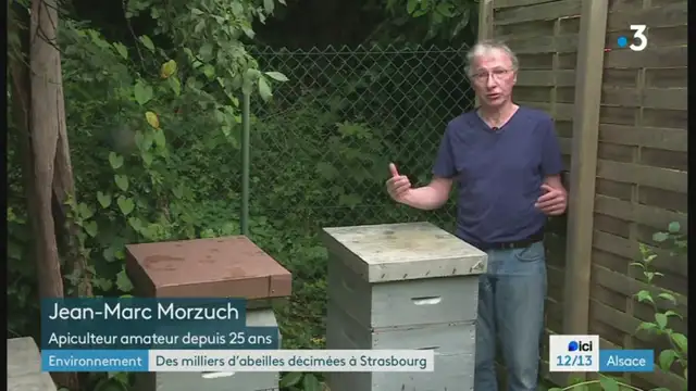 12/13 - F3 Alsace - 19-06-2024 , Abeilles