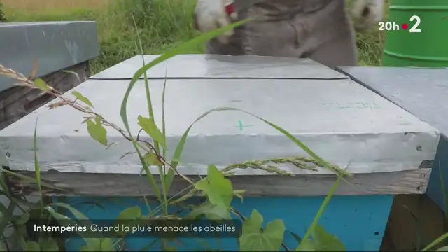 20h - France 2 - 20-06-2024 , Abeilles