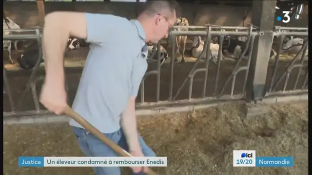 19/20 - F3 Basse Normandie - 26-06-2024 , Animaux