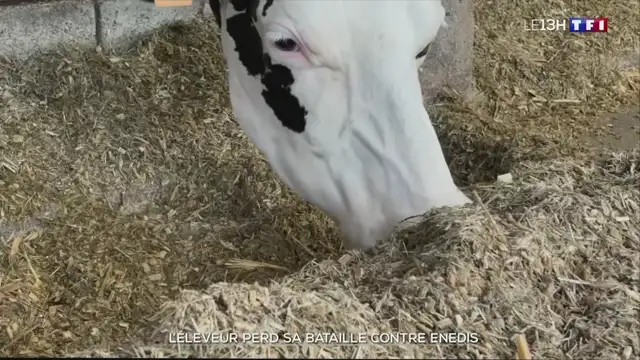 13h - TF1 - 02-07-2024 , Animaux